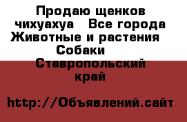 Продаю щенков чихуахуа - Все города Животные и растения » Собаки   . Ставропольский край